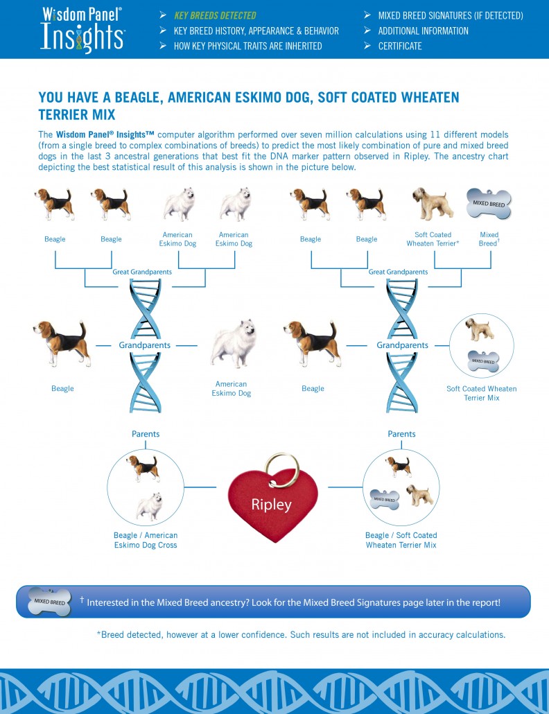 Ripley's DNA