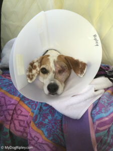 Ripley after surgery